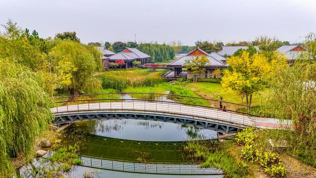 银杏上金妆 纪南文旅区限定款秋色上线