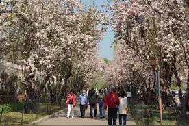 北海公园海棠又成花溪图片