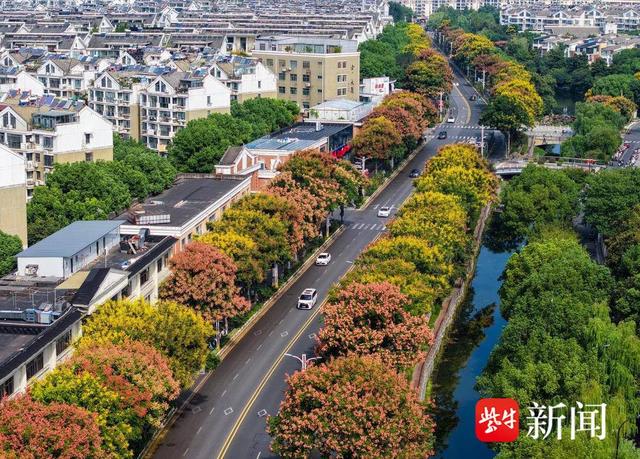花容悦貌｜美！南京浦口“栾树大道”秋色藏不住
