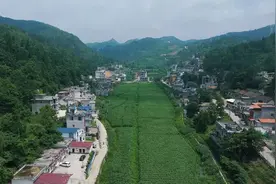 盘州羊场乡：460亩茭白丰收在望图片