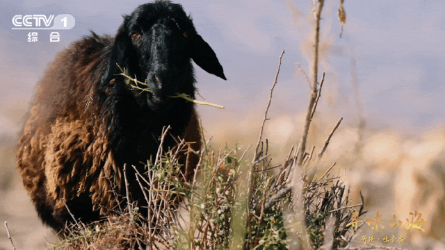 吐鲁番的香甜，从何而来？