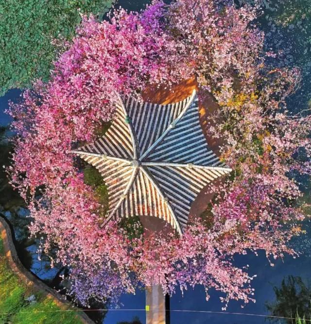 大观公园庾园海棠花开啦