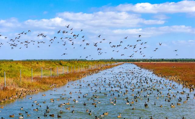 初冬条子泥湿地美如画