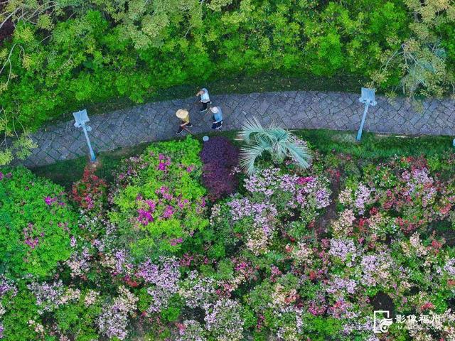 姹紫嫣红！福州进入春日高颜值时刻！