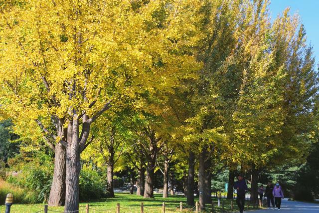 国家植物园进入彩叶最佳观赏期 樱桃沟“金色水杉林”宛如仙境