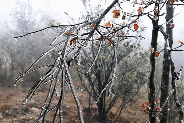闽侯大湖雨凇美景“限时返场”
