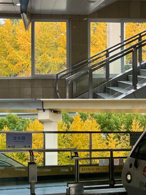 美翻了！苏河湾“红枫天桥”上线！更多金色、橙色、赭红色正在路上……来看↗