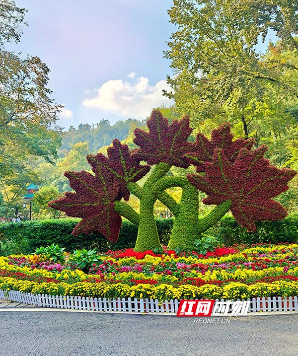 万紫千红撑起深秋颜值！岳麓山4万盆名菊等你打卡