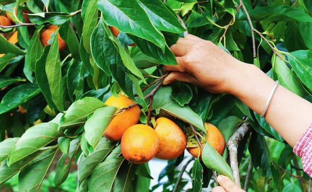 云新闻关注丨诗意旅居，云岭初冬氛围感超绝！