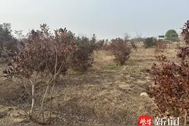 紫牛问政·回音壁丨被烧杨梅园已有农业专家到场评估，双方已经达成赔偿方案图片