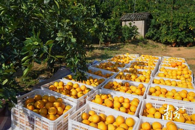 重点项目动工投产、徒步、脐橙采摘……第七届世界客商大会平远分会场系列活动亮点纷呈