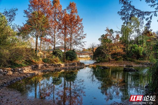 岳麓冬韵：秋色未尽处，斑斓染层林