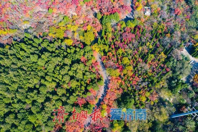 一年四季 泉在济南丨千佛山南坡红叶进入最佳观赏期，漫山尽披“秋日华服”！