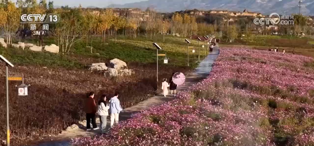 特色“秋日颜值”转化为“文旅产值” 各地“赏秋经济”热力十足