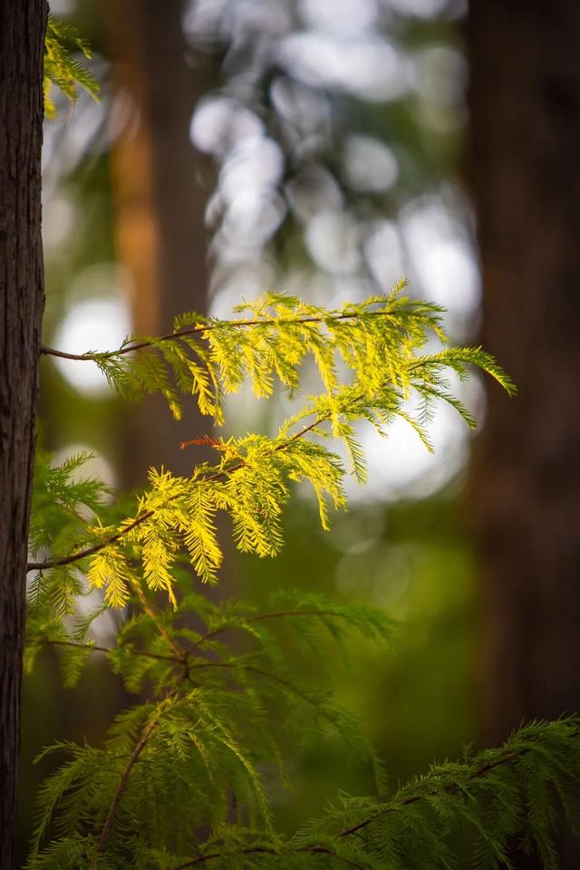 最好的秋天，在华师！