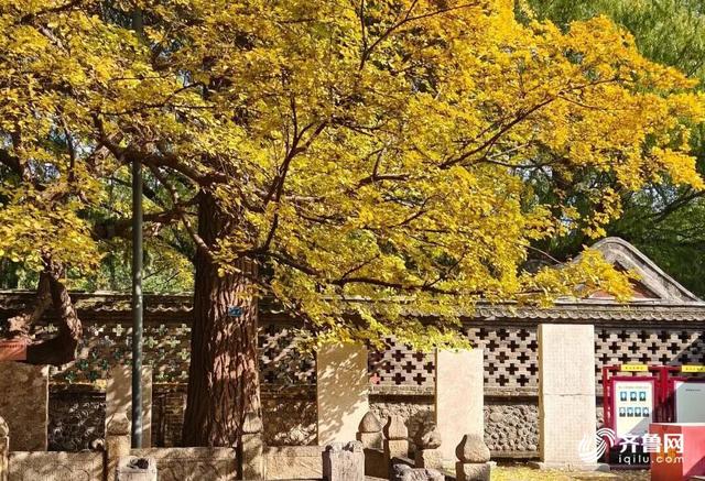 组图丨一大波美图来袭！泰山景区9个赏秋地超出片