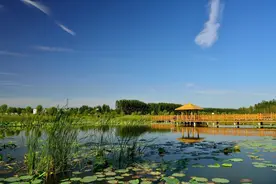 我与黄河文化地标|位山湿地的春风絮语图片