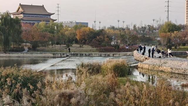 在秋冬的诗行里，尽赏“芦花飞雪”落中原！