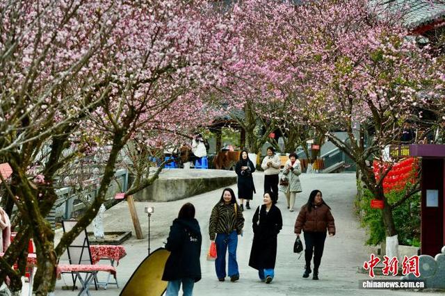 福州千年古刹梅香满枝