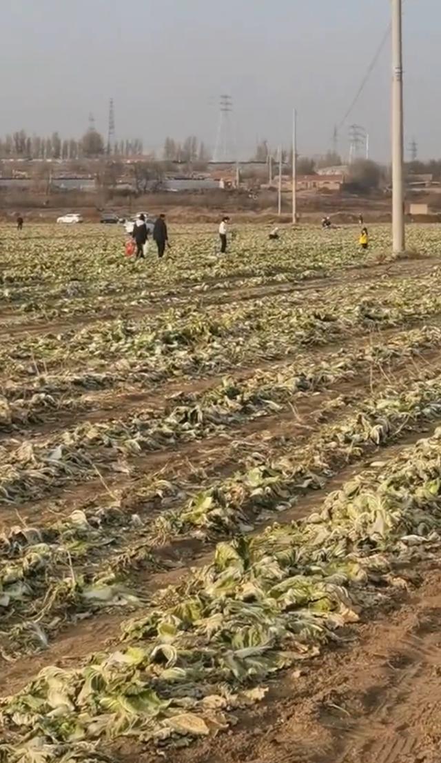 数百人在内蒙古一菜地“免费摘白菜”，菜农损失近百万，知情人发声，律师：违法侵权
