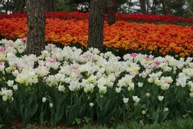 “芳”名动听的郁金香为何并不香？图片