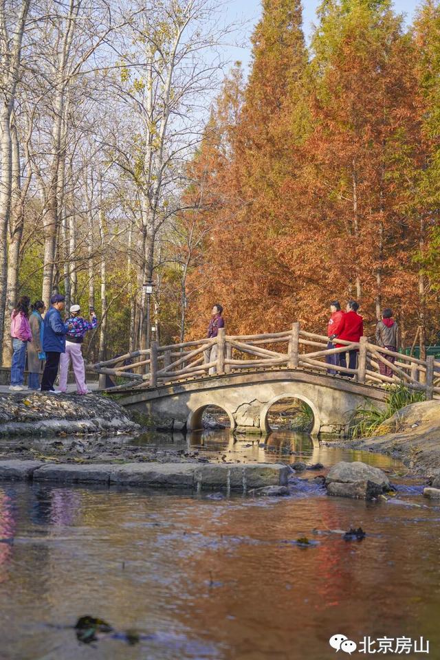 顶级秋色，房山水杉林已上线！