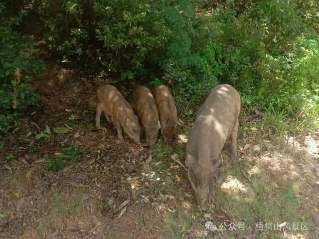 欢迎来到疯狂动物城·罗湖分城