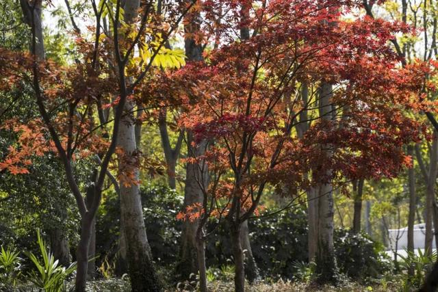 长宁的秋叶，红得醉人……