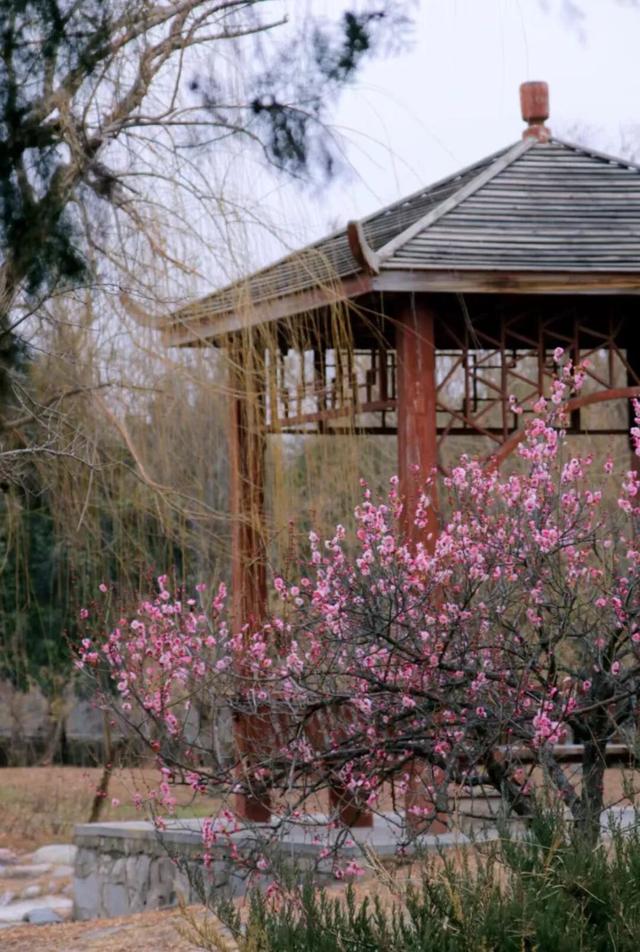 快乐“梅”烦恼！河南赏梅地图来啦！