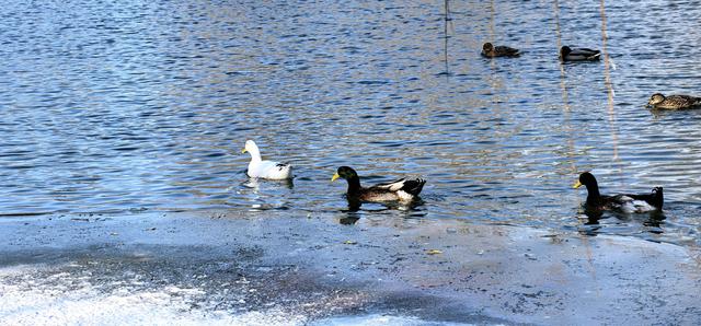 雪后的大运河森林公园，活力满满