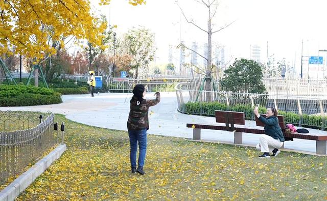 真如500岁古银杏进入最佳观赏期！拍照打卡还有DIY礼包→