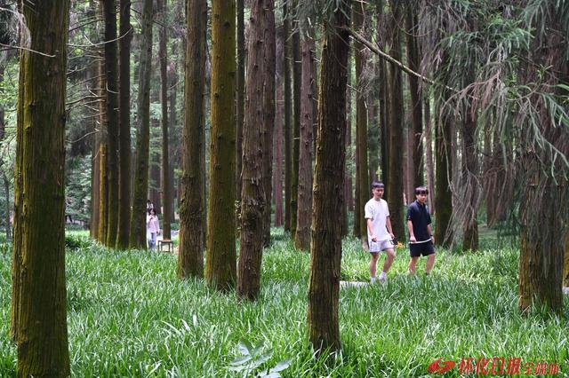 图说｜靖州排牙山森林公园：清凉避暑引客来
