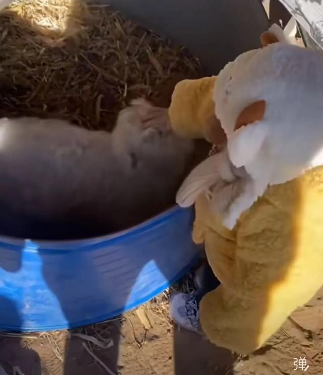 “装死	”小羊身价飙至30万，专家：“装死”非“演技”在线	，系因遗传缺陷，可以人工繁殖更多只