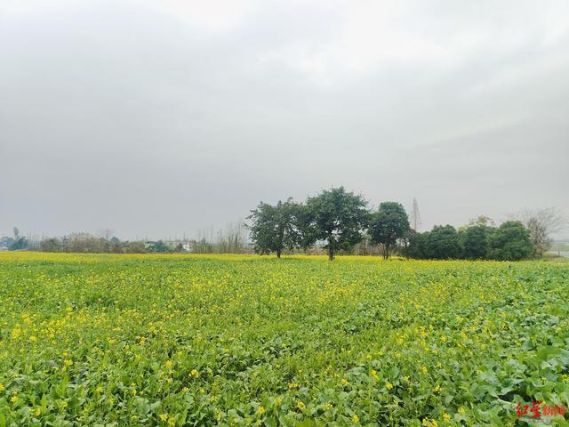 成都绕城绿道油菜花开了，可持续赏花到4月！