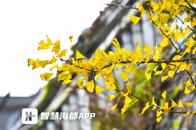 福州鼓岭银杏迎 “颜值巅峰”，秋日仪式感拉满