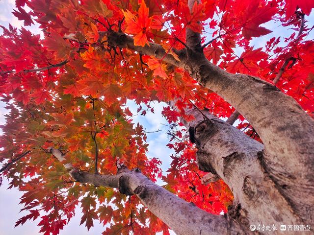 滨河公园枫叶红，多彩秋意景色浓