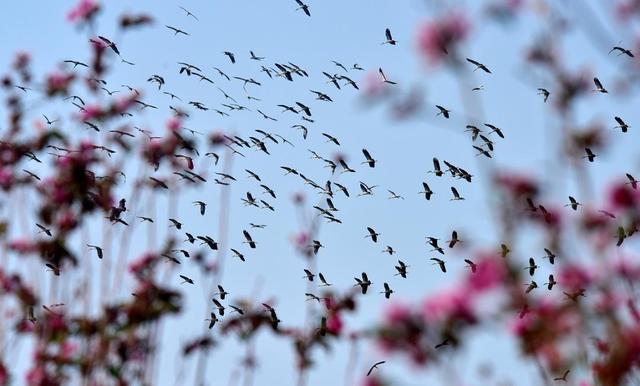 海鸥为何奔赴弥勒？原因找到了...