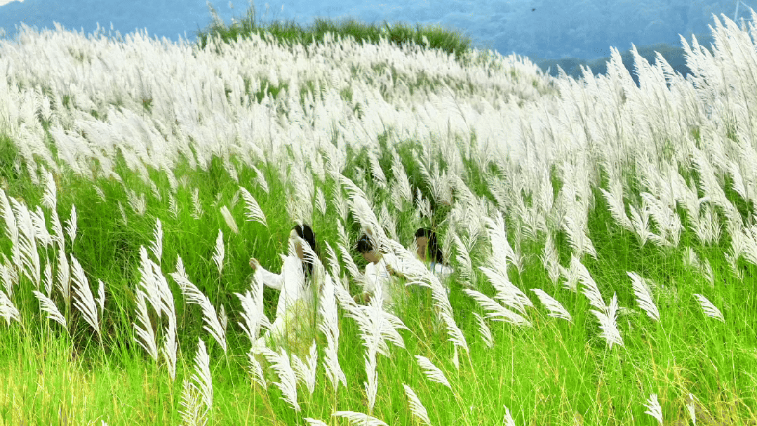 清城芦苇荡：隐藏在城市边缘的秋日童话
