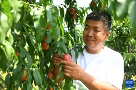 北京平谷进入鲜桃丰收季图片