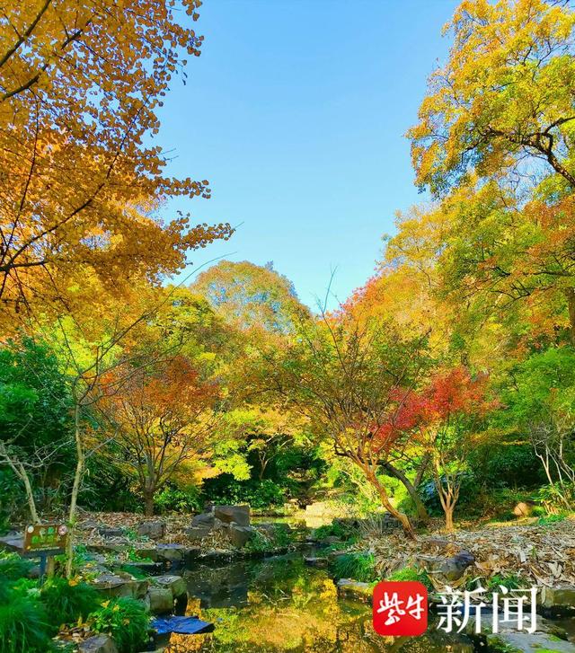 【图集】大美江苏！穿越森林秘境，漫步郊野公园，沉浸式感受"绿色动脉"