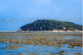 连云港多维守护“鸟类驿站”，绘就生态新画卷图片