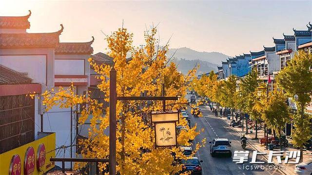 快来望城桥驿看银杏，古驿商街鎏金美景醉游人