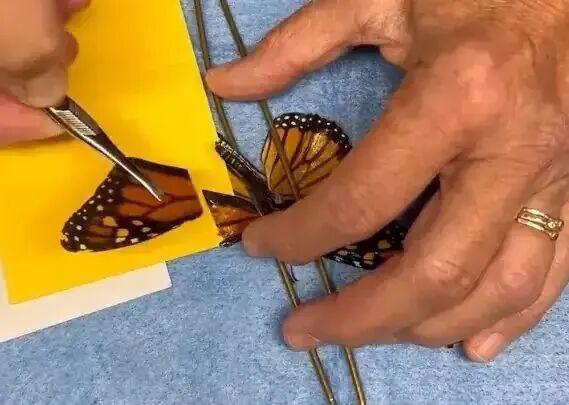 女子用胶水给受伤的蝴蝶粘上新翅膀，仅用5分钟，蝴蝶重返天空