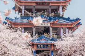 水韵文旅丨樱花摇曳春风里 江苏各地启动赏樱文旅活动图片