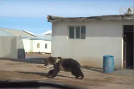 新疆阿尔金山：藏马熊管护站中“躲猫猫”图片