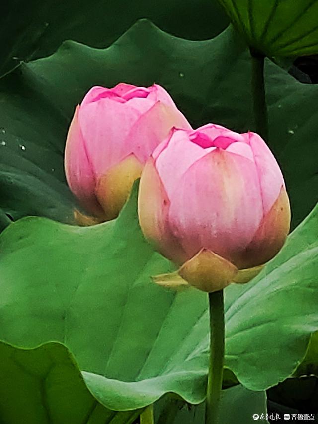 四季湖荷花盛开，千姿百态醉游人