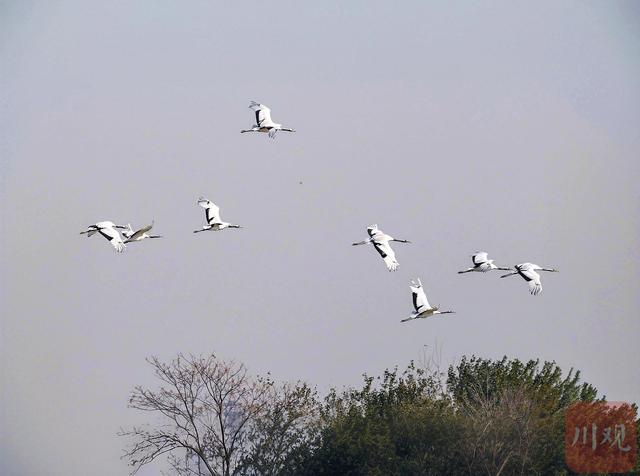 C视觉丨如何拍好丹顶鹤越冬？这份亲测拍摄攻略请收藏