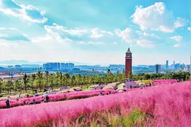 粉黛乱子草盛开 云南大学云山如诗如画图片