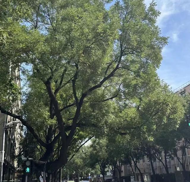 北京古树 家国情怀 国庆古树游线等您来体验