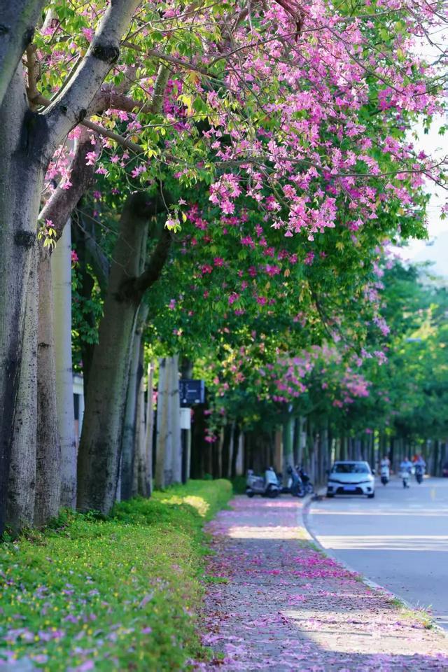 闽侯异木棉全盛登场！是谁的大学这么浪漫呀？